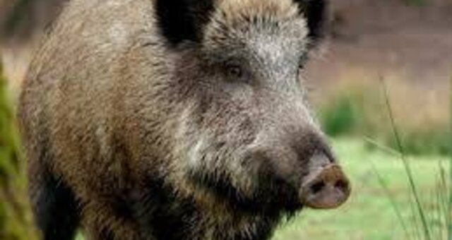 Transferir 1 640 340