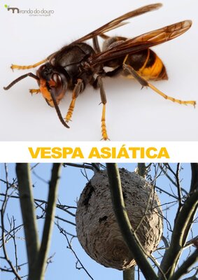 vespa_asiatica